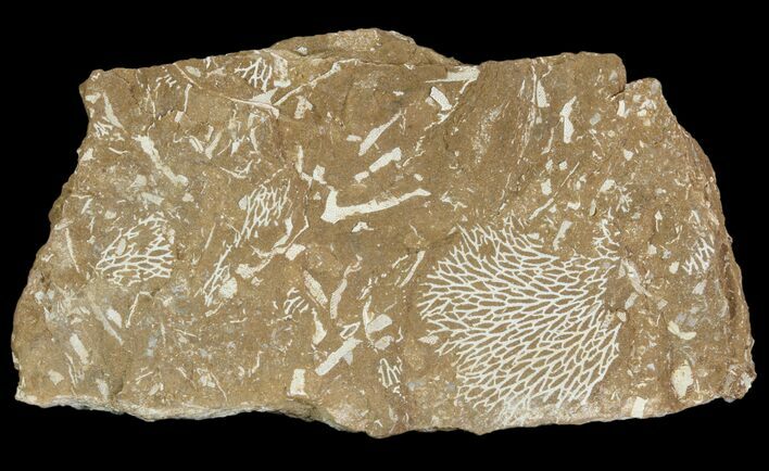 Ordovician Bryozoans (Chasmatopora) Plate - Estonia #89743